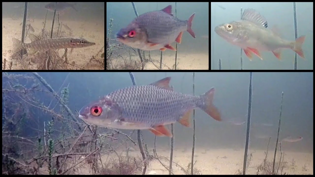 31.под водой / underwater 