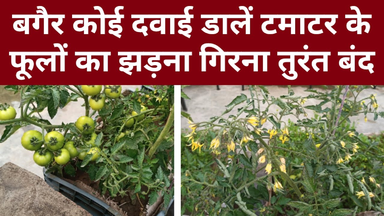 बैगर कोई दवाई डालें टमाटर के फूलों का झड़ना गिरना तुरंत बंद। फूलों का गिरना तुरंत बंद करें।#tomato 