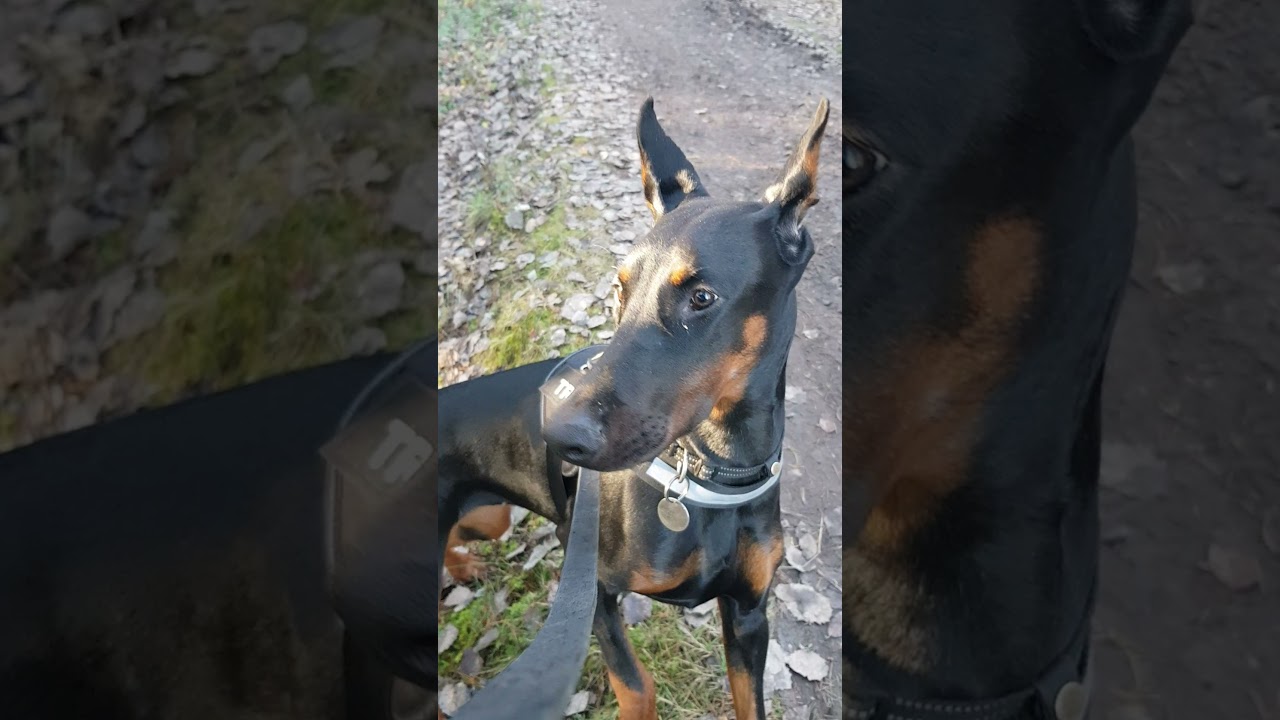 Så får du din hund att inte dra i kopplet.