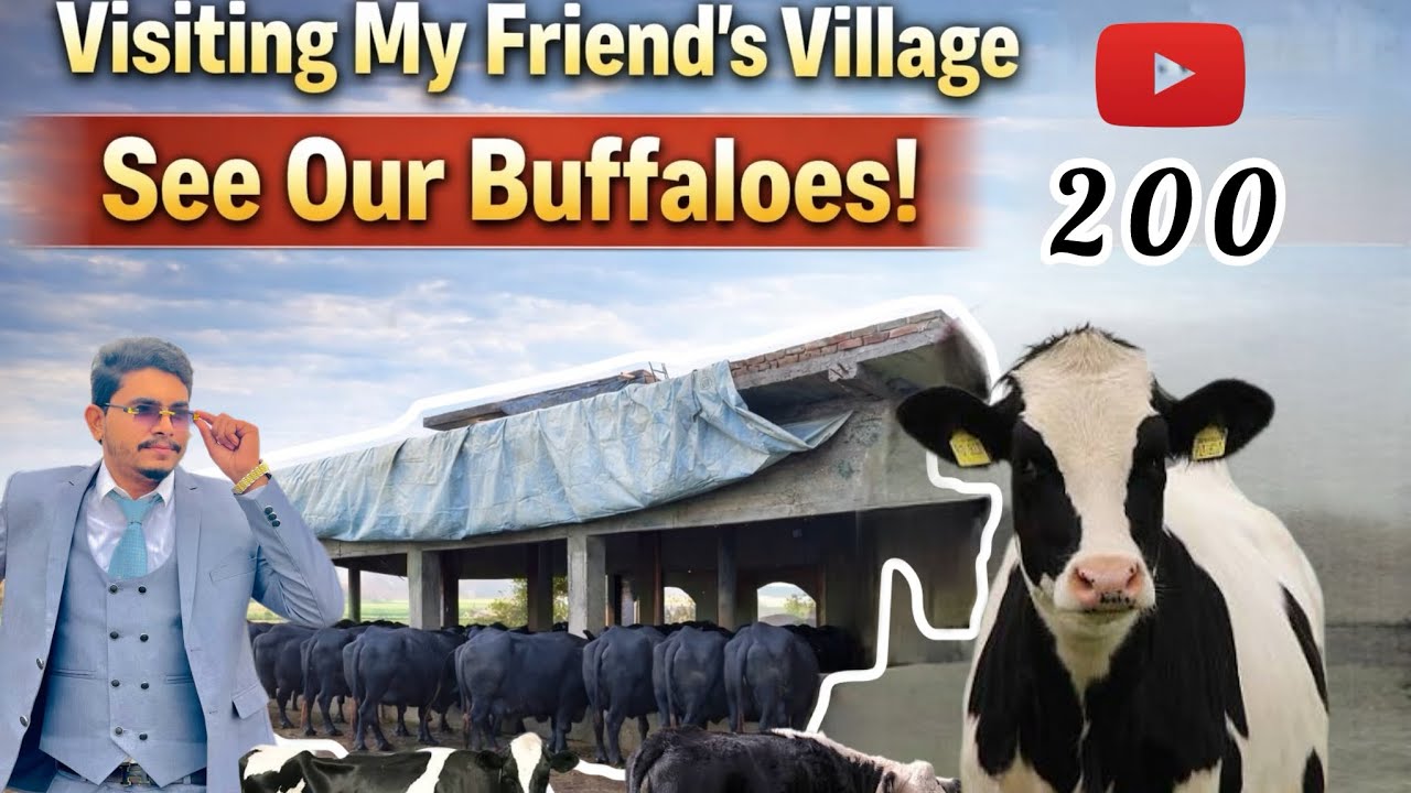 My frind have many cows🐄❤️ black bull✅👀 babys  watch till the End✅# trending#minivlog #shortsvideo 