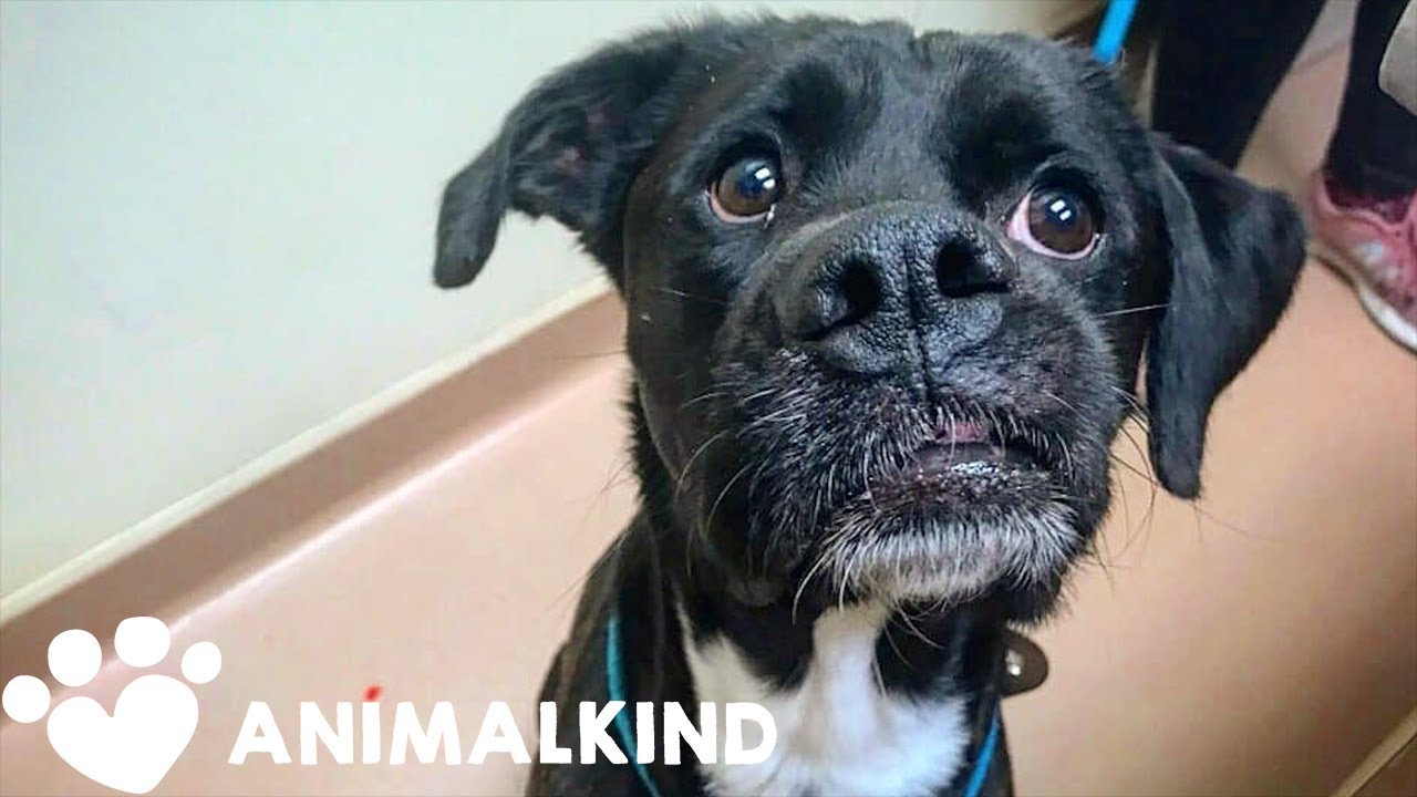 Dog's snout will make you do a double take | Animalkind