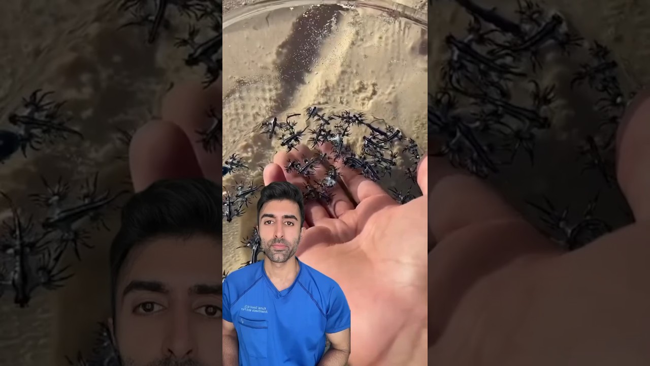 Would you touch a blue dragon?