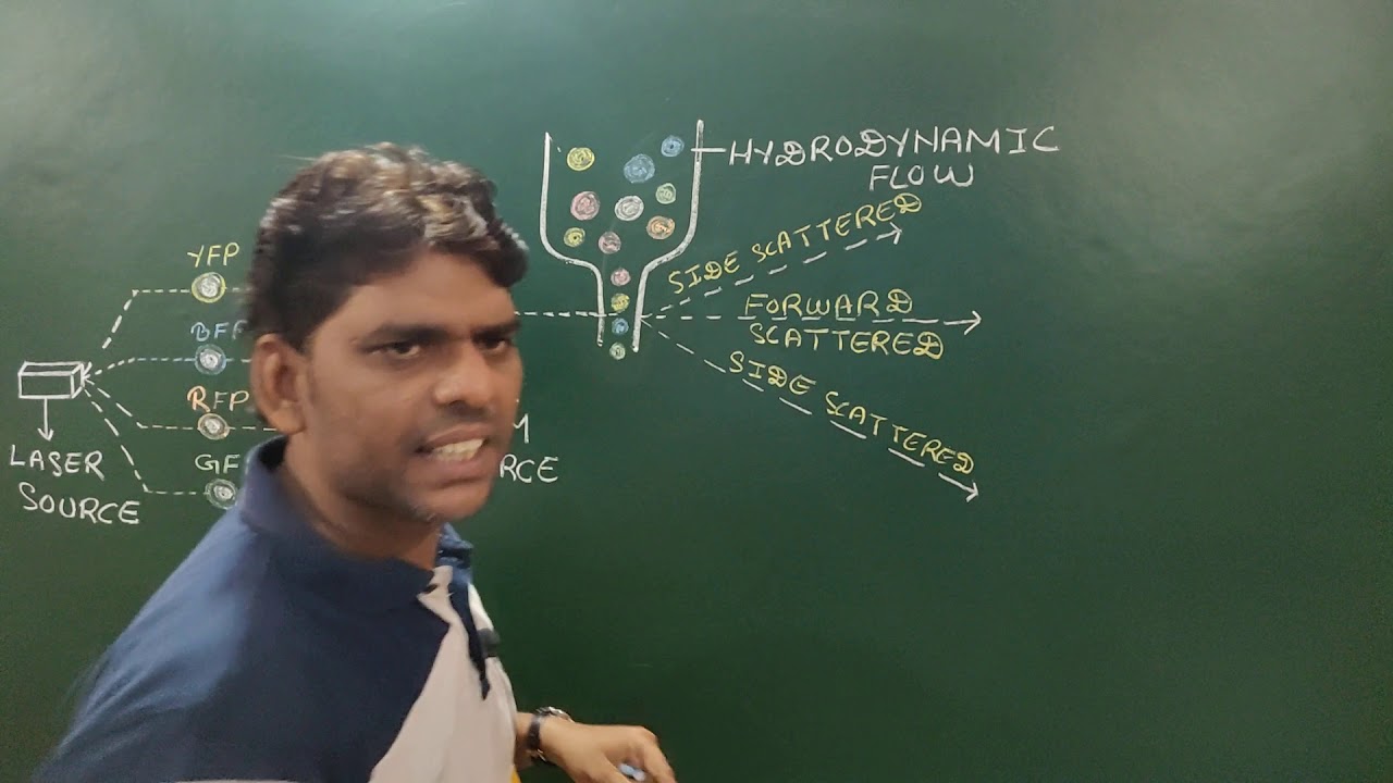 Fluorescent Activating Cell Sorting(FACS)