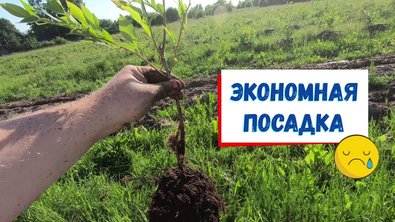 Как нельзя сажать голубику