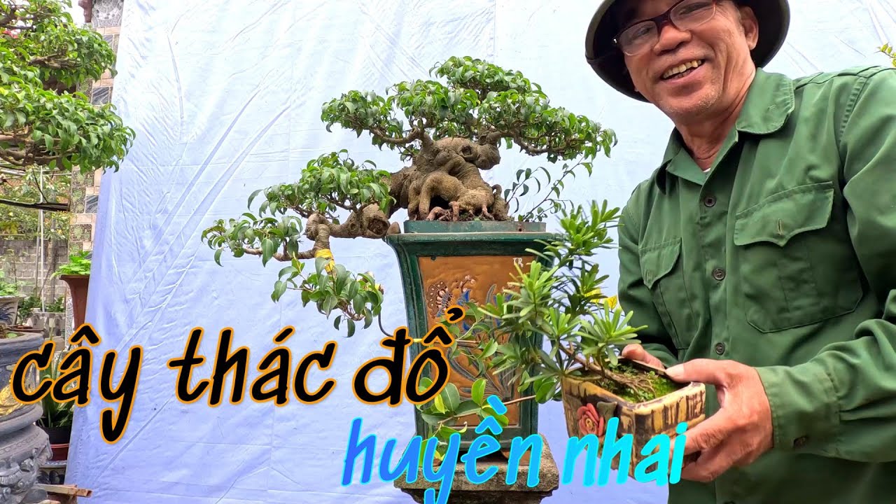cây sanh nam điền bon sai có dáng thác đổ huyền nhai  chia sẻ cách làm và chăm sóc theo mô hình