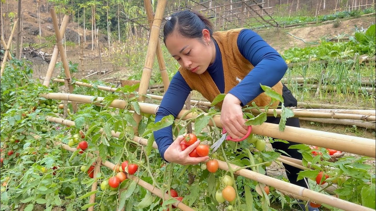 Harvesting long beans, tomatoes, cabbage to sell at the market - Farm care