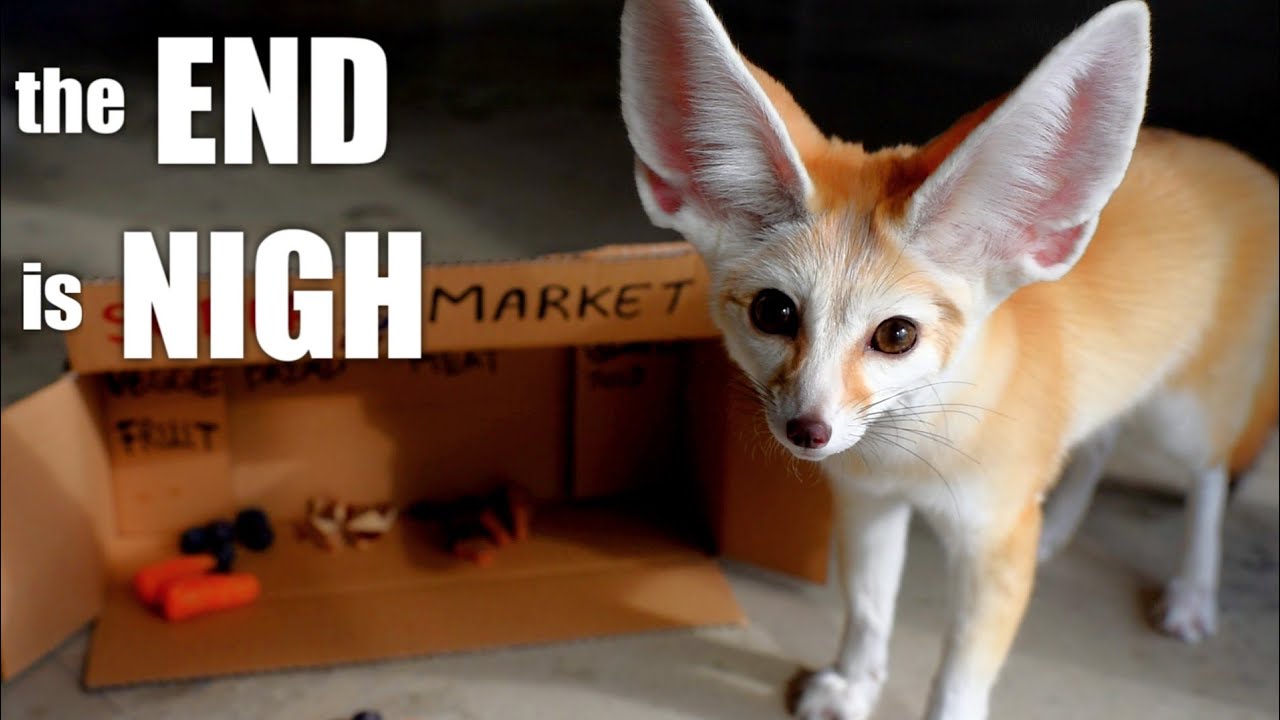Prepping with Djinn the Fennec Fox