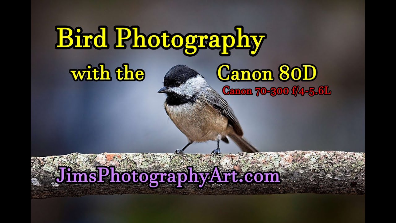 Bird Photography with the Canon 80D
