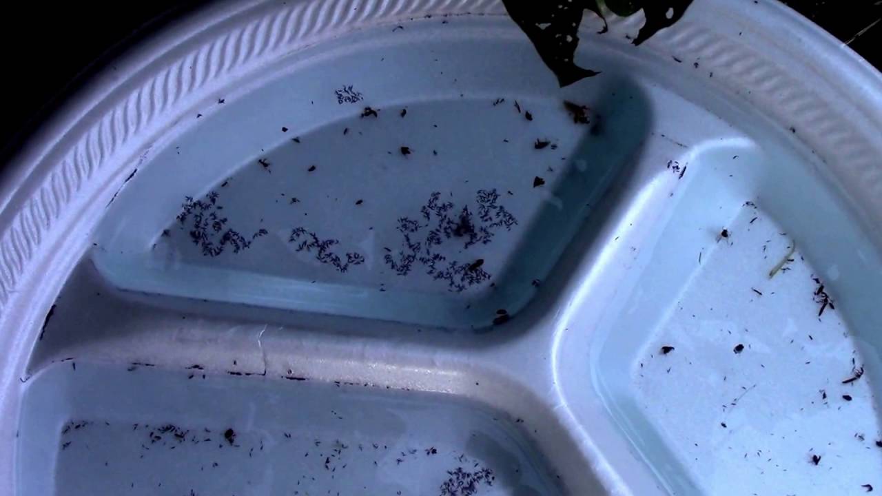 Experimenting With Ways to Kill Flea Beetles and Blister Beetles on Eggplant. DIY Insect Control.