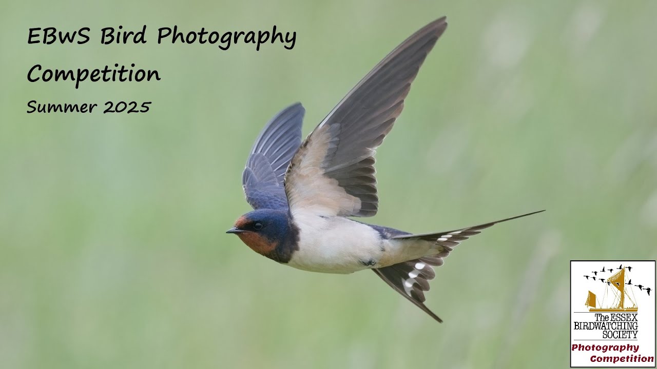 Summer 2025 Bird Photography Competition entries
