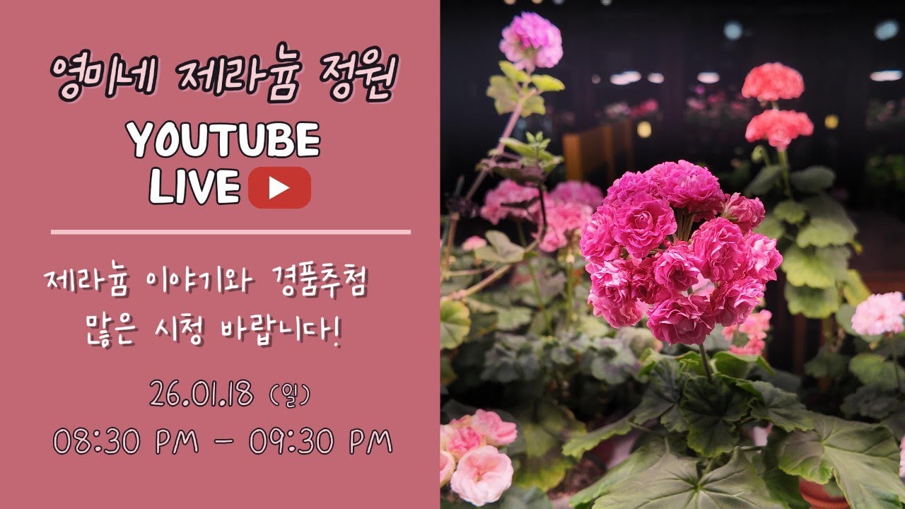 26.01.18(일) 영미네 제라늄 정원 라이브