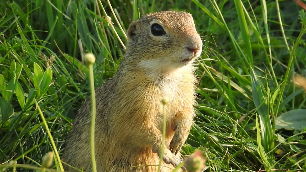 Ismét egy ürge Tihanyban // Ground-squirrel in Tihany