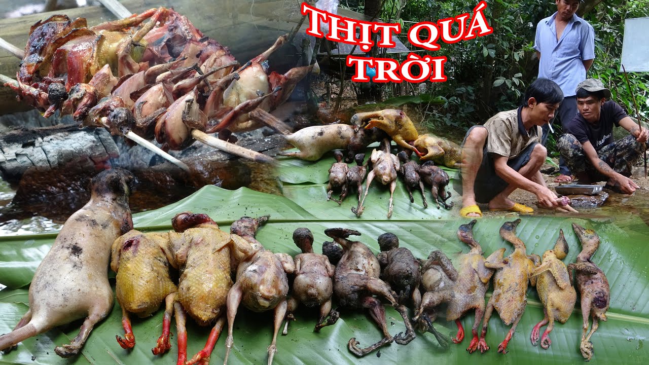 LẠI ĐƯỢC CHỒN MƯỚP, SĂN BẮT, NGỦ RỪNG, CUỘC SỐNG TRONG RỪNG - T9