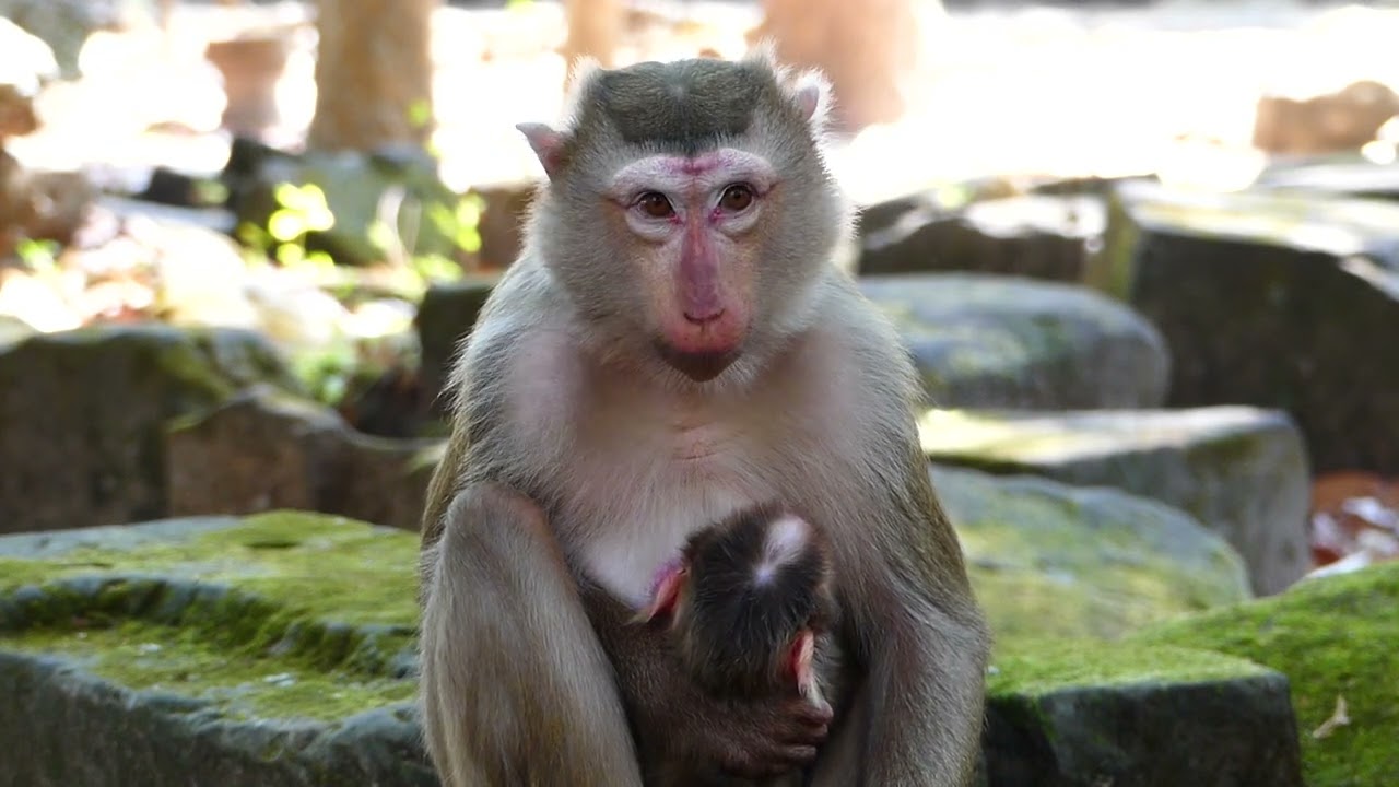 Loyce monkey care baby so in hardly possible, She try move out for treatment.
