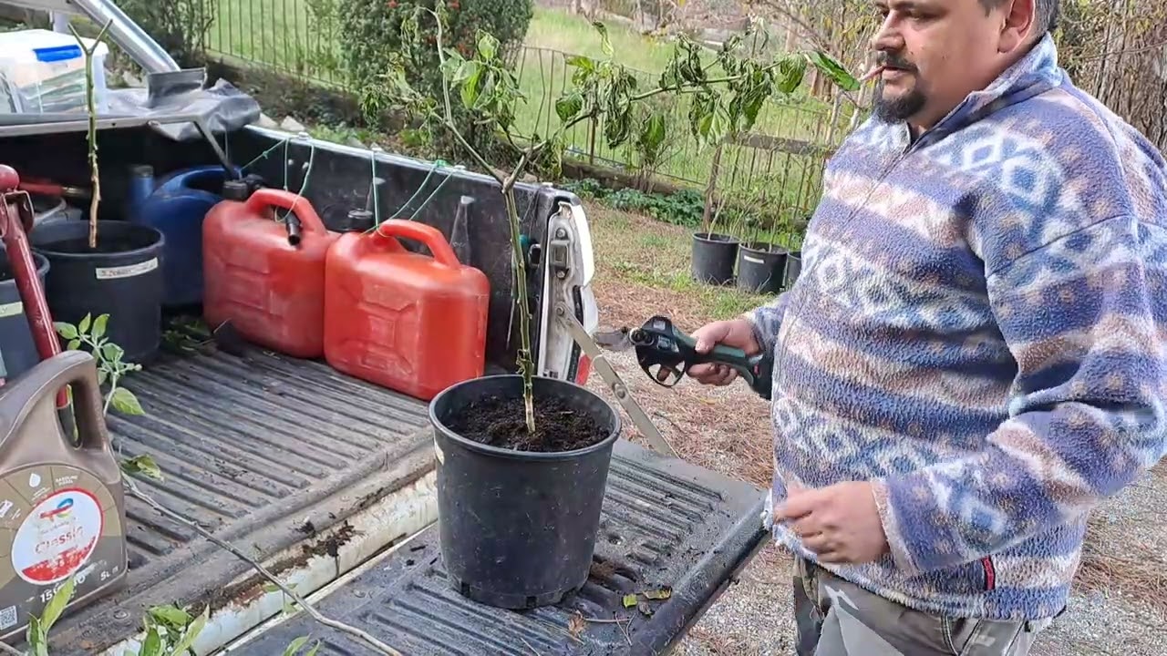 COME PREPARARE E CONSERVARE LE PIANTE DI PEPERONCINI O PEPERONI PER FARGLI PASSARE L'INVERNO