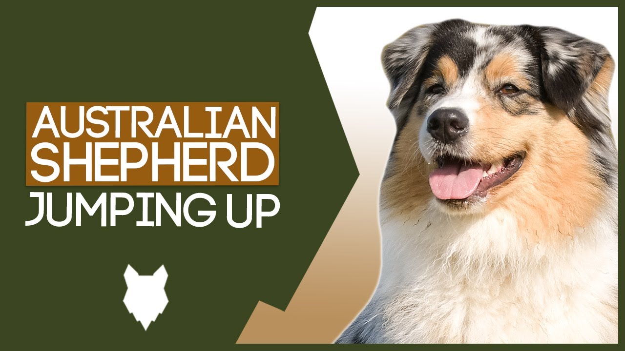 PUPPY TRAINING! Stop Your AUSTRALIAN SHEPHERD Jumping Up