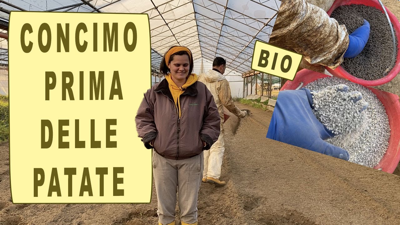 CONCIMAZIONE DI BASE per le PATATE