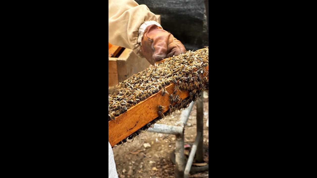 E001 - Bee Farm Educational Programme