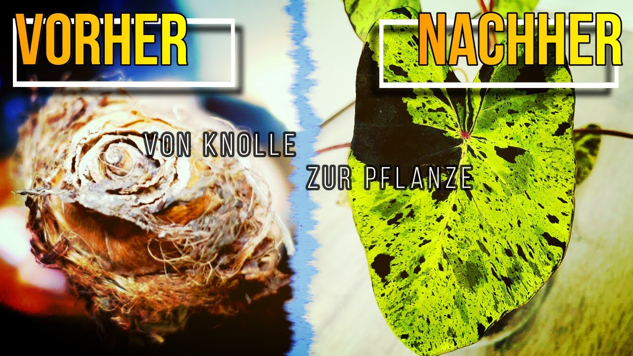 Caladium + Colocasia Folge 1: Von der Knolle zur Pflanze - das Experiment