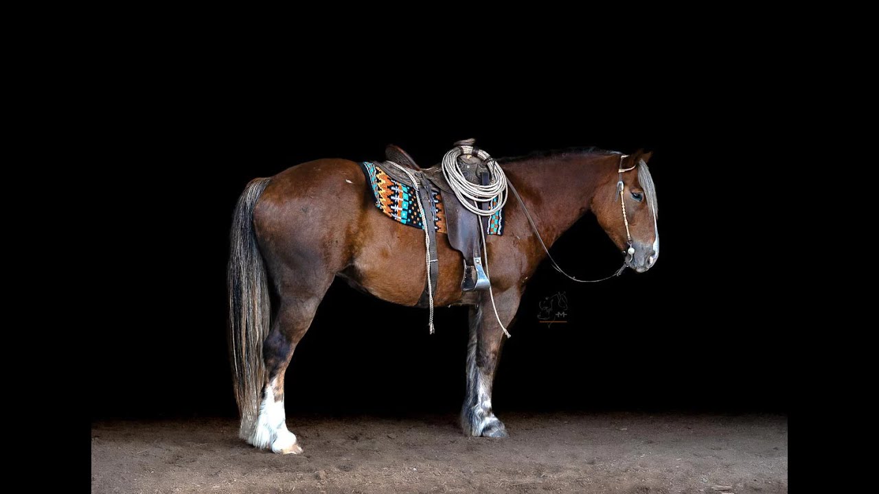 Rufus ~ 2020 Gypsy Cross Gelding | Ranch | All-Around | Family