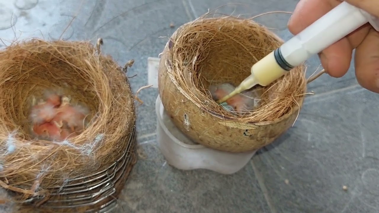 Chim đã đến mùa sinh sản