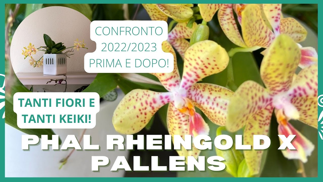 Fioritura della phalaenopsis Rheingold x Pallens