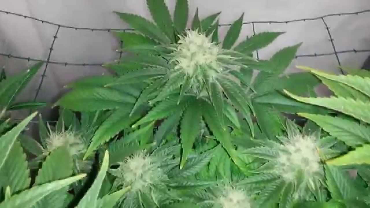 CBD Skunk Haze and Jorge`s Diamond Grow Flowering for 40 of 70 and 28 of 63 Days