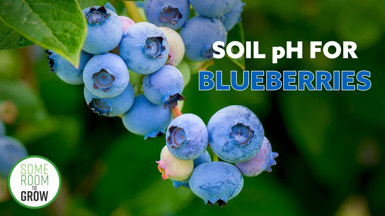 Planting BLUEBERRY Bushes | How To Lower Soil pH