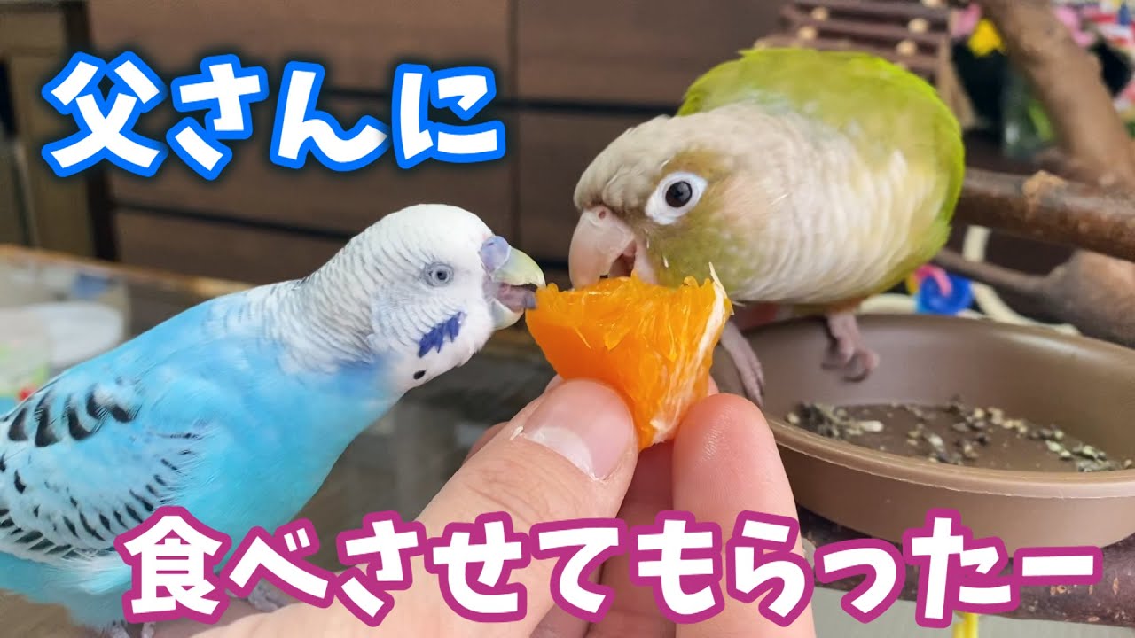 【誕生日】父さんに食べさせてもらって幸せになれたインコ