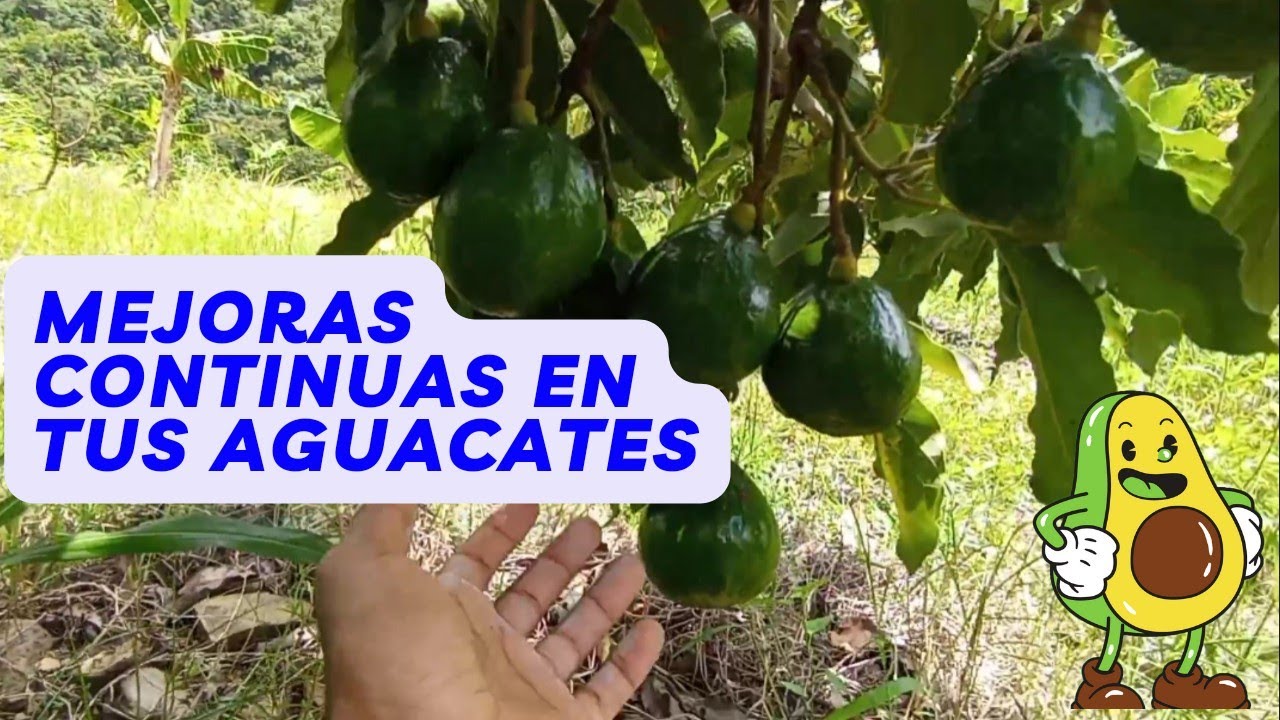 FInca de aguacate HERMOSA, AVOCADO FARM