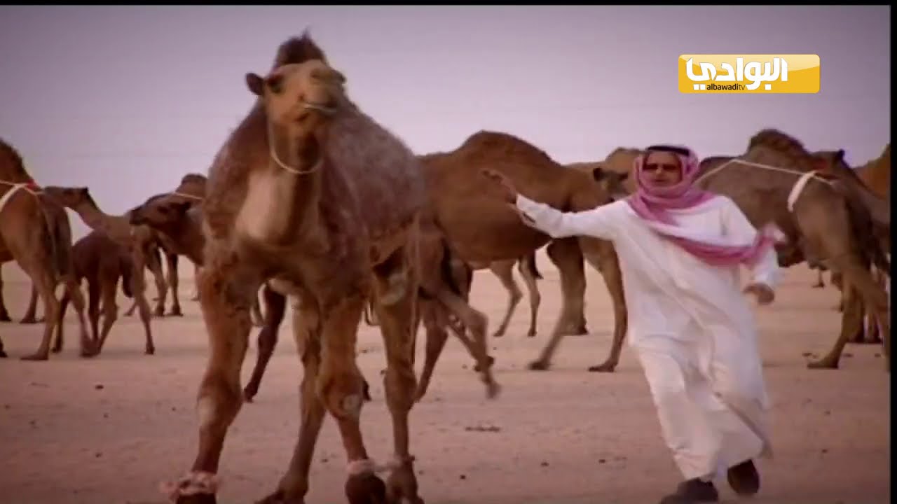 عطايا الله | هوبال الأبل | ربابه 🐪🐪🐪