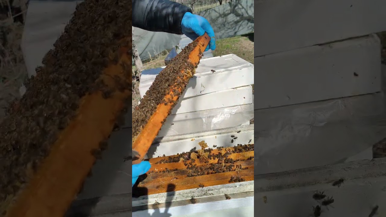 Erkek çıtası girmeye başladık