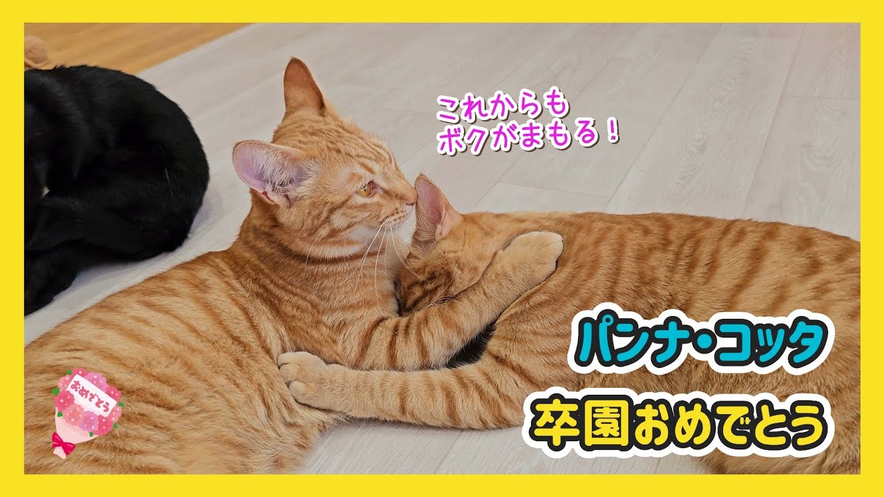 🔴【にこりら】パンナコッタ卒園おめでとうライブ