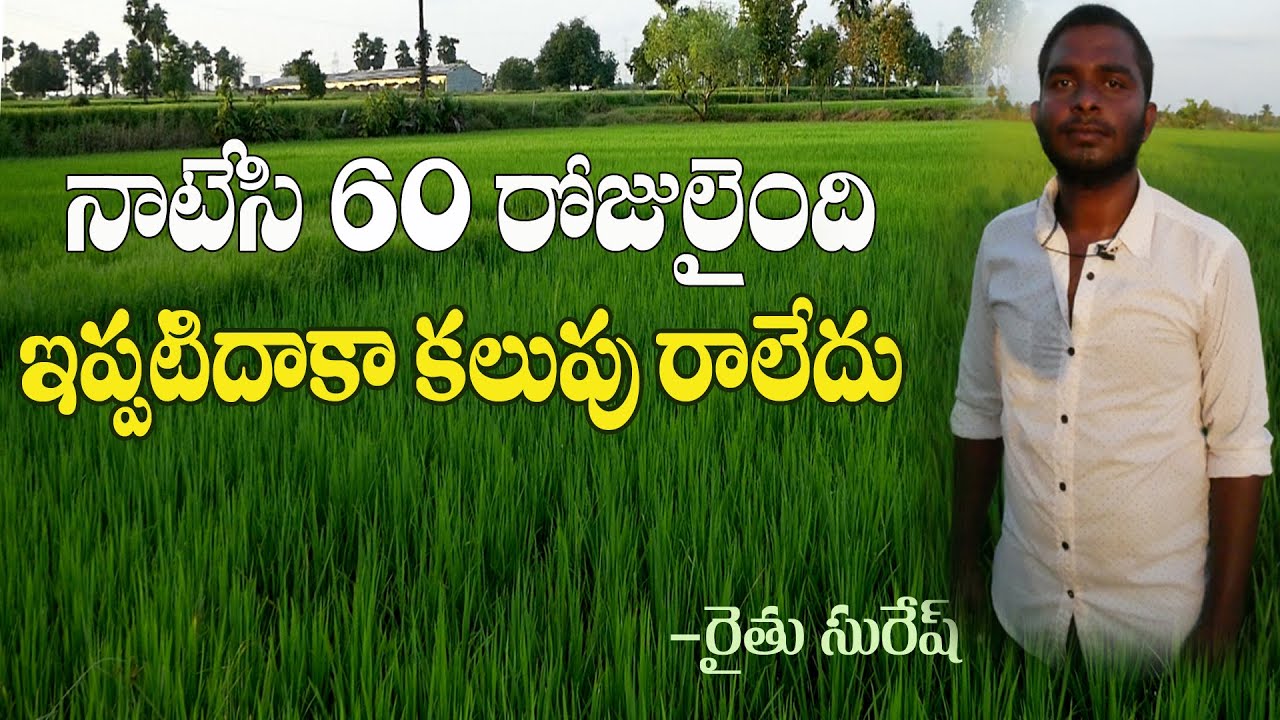 E84 | నాటేసి 60 రోజులైంది, ఇప్పటిదాకా కలుపు రాలేదు | No weed in paddy | @GramaBazaar