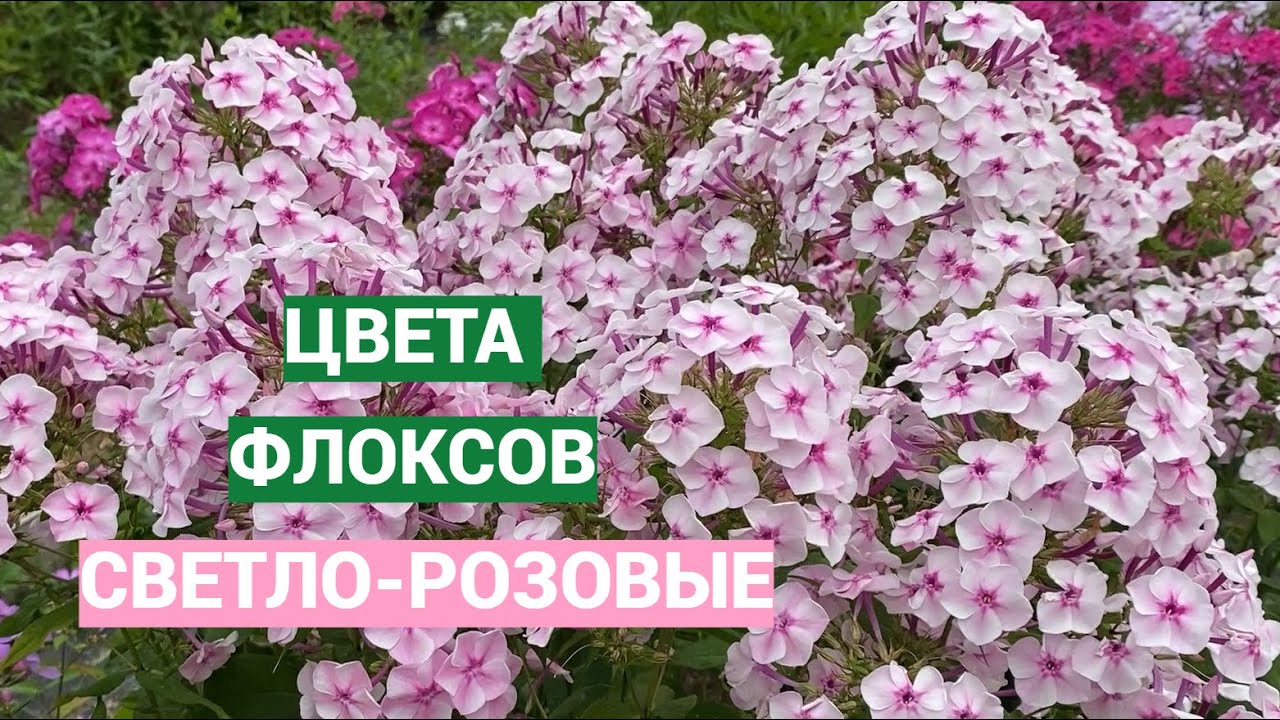 Светло-розовые флоксы. Видео из серии Цвета флоксов