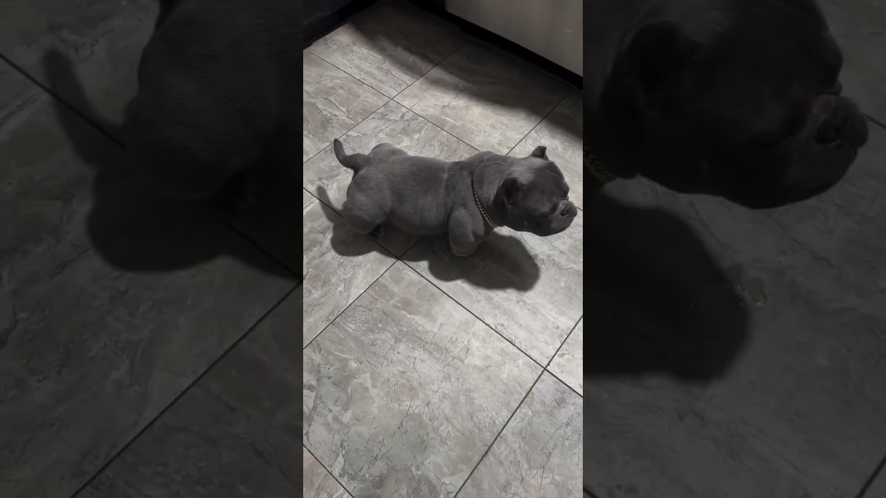 What do you think about this? American bully exotic ? www.bullywebtv.com