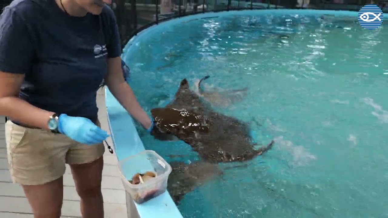 How do we give fish medicine?