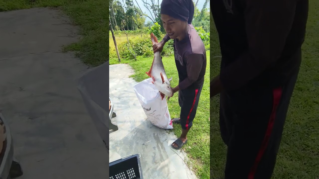 Tengalan gorgon kome. Beso ye ikan sungai perak