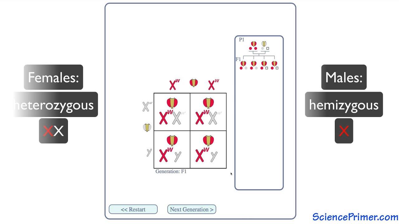X-Linked Inheritance Overview