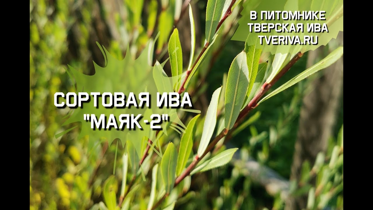 Сортовая ива Маяк-2 для плетения и посадки в ландшафтном дизайне. Черенки сортовой ивы купить.