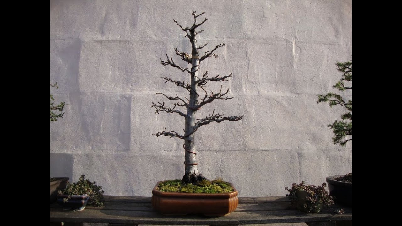 Informal Hawthorn Bonsai 1: history of an informal upright Hawthorn (march 2015)