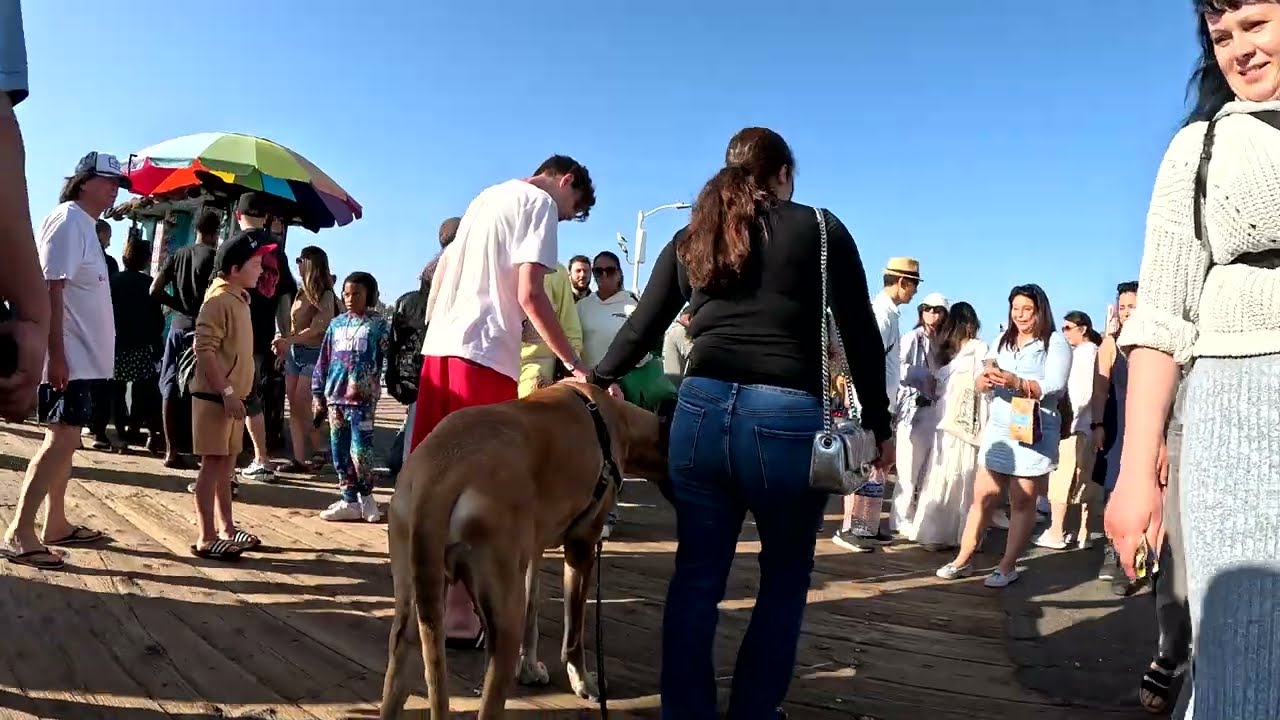 Cash 2.0 Great Dane meeting new people in Santa Monica 131