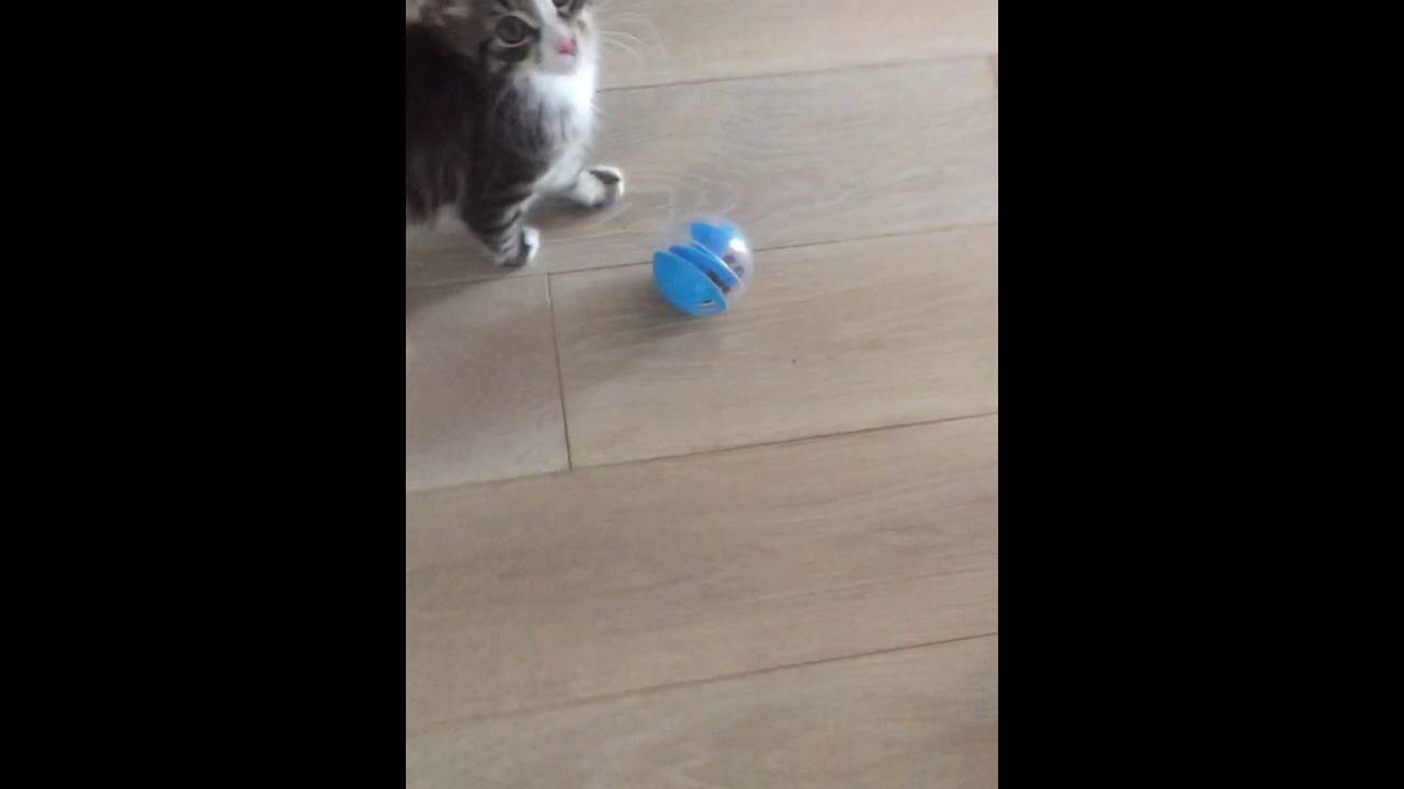 Pipolino et distributeur de croquettes automatique