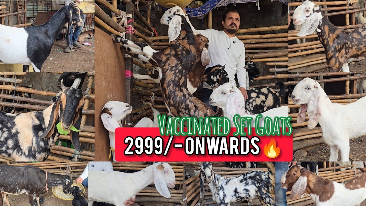 2999/-Onwards🔥 Dhamaka Offer Vaccinated Goats Looto Aur Shouk Karo || Akbar Bhai Jogeswari Mumbai ||