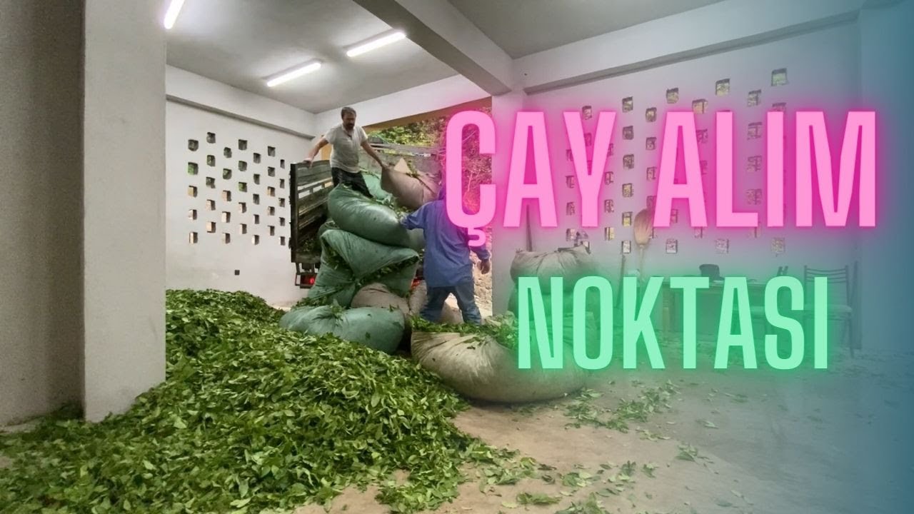 ÇAY ALIM NOKTASI/ÇAYLIKLARDA ÇALIŞMAYA DEVAM/KARADENİZ KÖY HAYATI