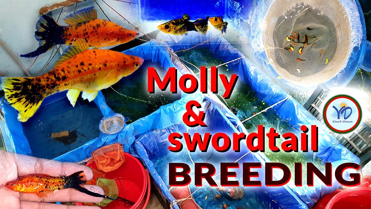 মলি মাছ ব্রিডিং | Molly fish breeding | sword tail breeding.