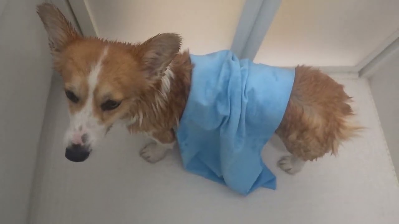 リクとまいは、ペットバスを使って犬洗い