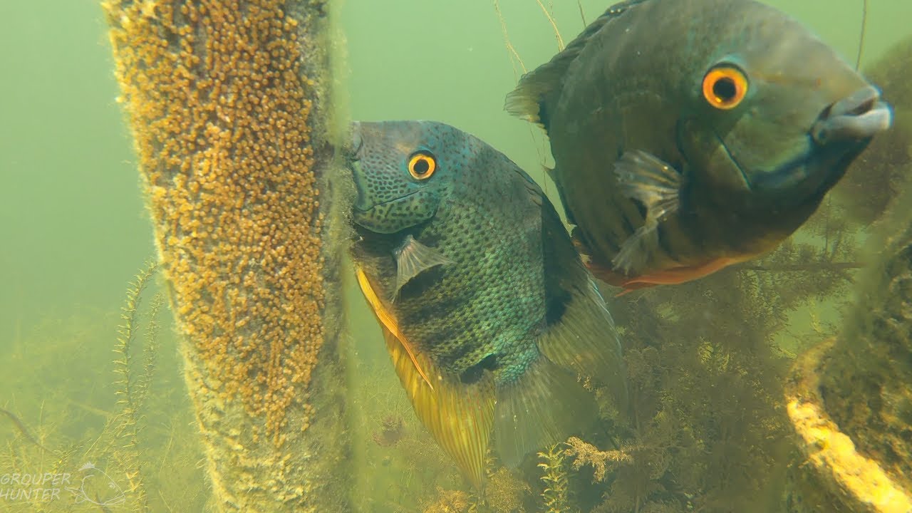 Underwater Video of Spawning Green Severum Cichlids (Banded Cichlids) in South Florida