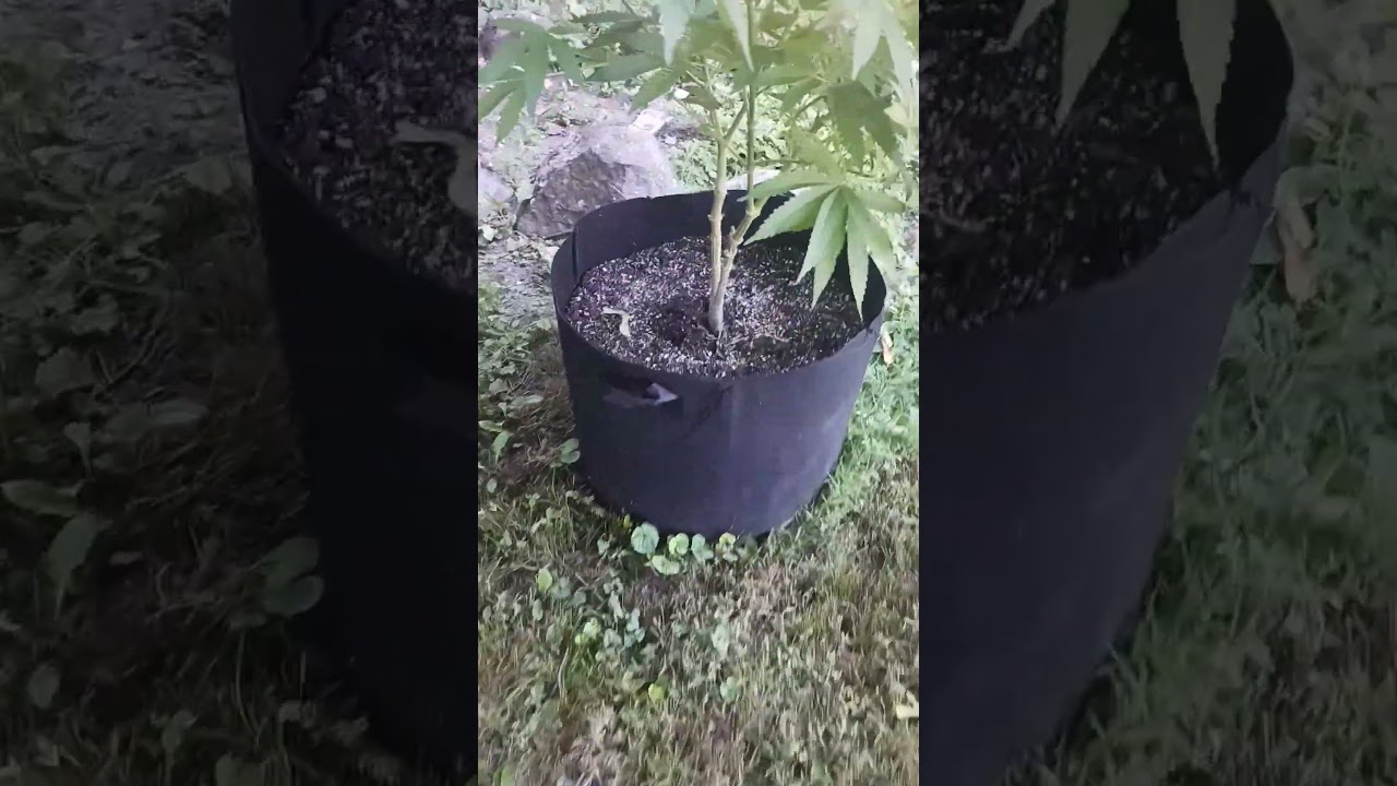 Update on Tiki Madman Pineapple whip s1 mosca collaboration and top dressing