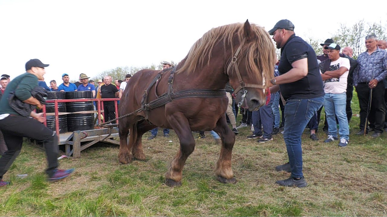 Cai de tracțiune proba specială Mireșu Mare - Maramureș -7 Mai 2022-